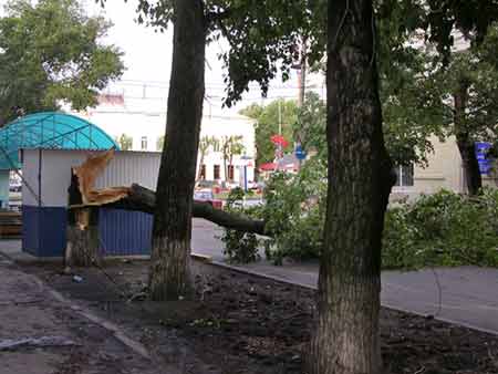 Дерево перекрыло улицу