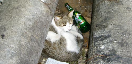 Кошка и бутылка из-под пива Клинское-Кубана